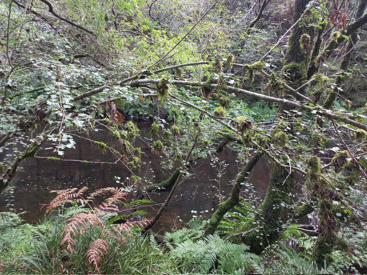 <a href="/SEBriologia/">SEB</a> <a href="/OficialSebot/">Sociedad Botánica Española</a> Recolectando por el alcornocal