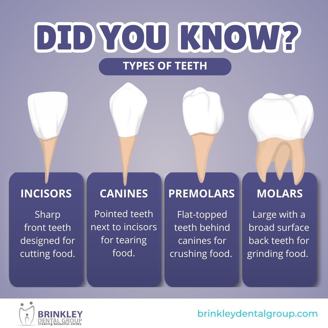 BrinkleyDental's tweet image. Book your appointment with Brinkley Dental today and keep every part of your smile in tip-top shape! 🌟

#ToothTalk #HealthySmile #BrinkleyDental #Dentist #Brampton #Typesofteeth #Teethtypes