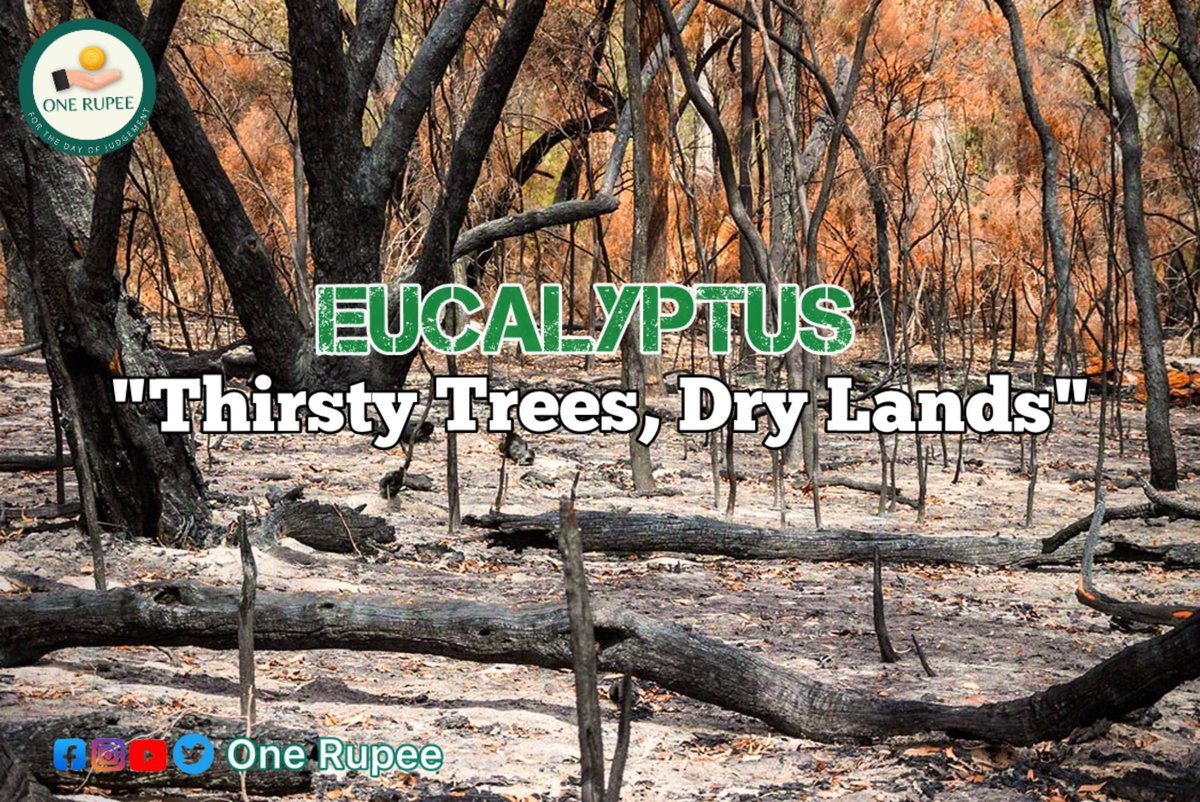 OneRupee_1's tweet photo. Thirsty tree, dry land. The eucalyptus tree sucks up vital groundwater, causing severe water shortages. Let's safeguard the ecosystem by planting native trees. 

#OneRupee #SavingWater #PlantingNativeTrees https://t.co/m2XseiqAVo