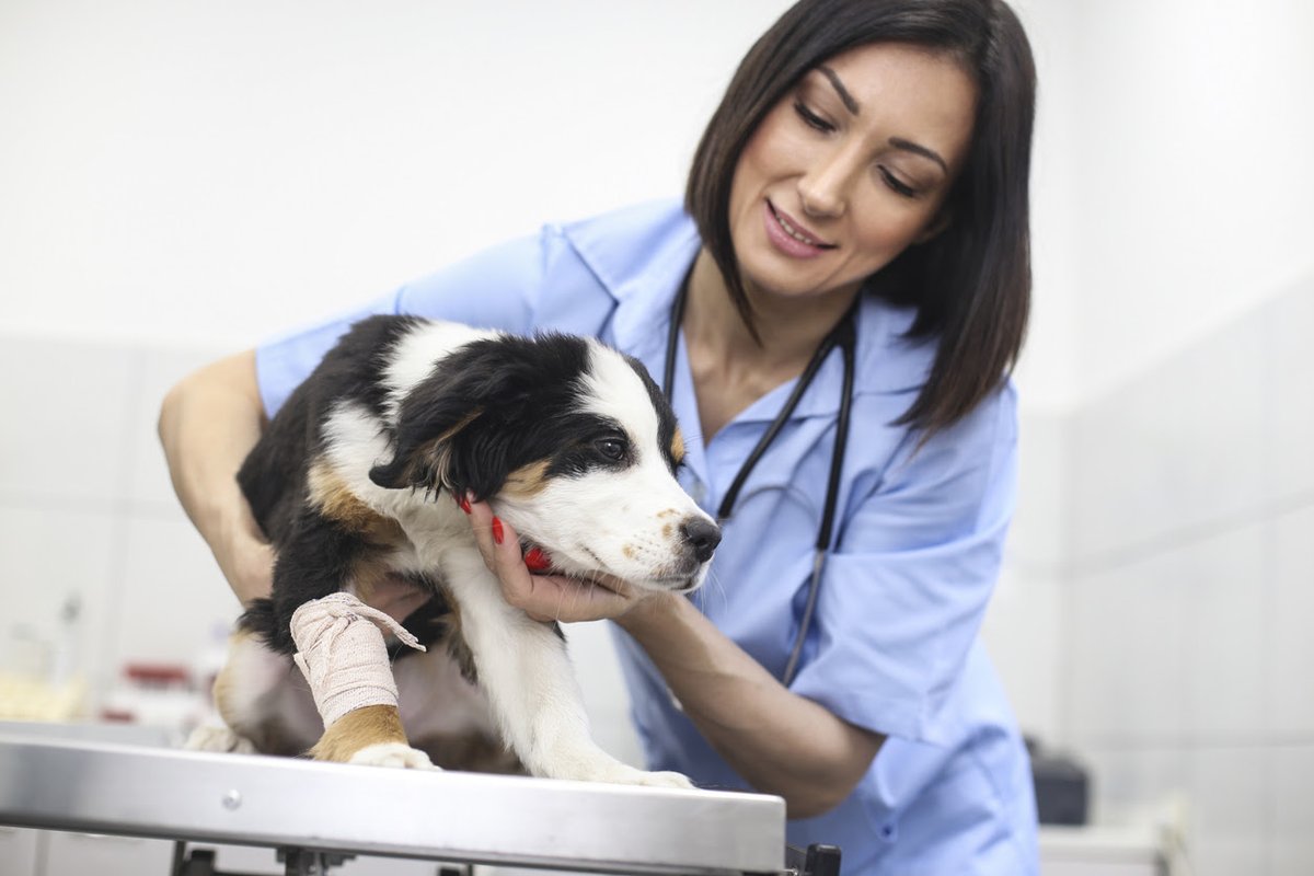 ZukuReview's tweet photo. ZUKU Live! SA Wound Management for Clinics 🐶🐱 - https://t.co/MrX2RBAwWH https://t.co/tPOMAU6EDk
