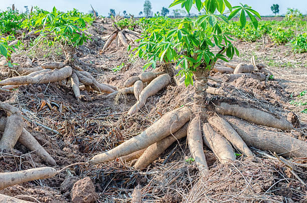 RetsonTedheke01's tweet photo. #Agbatoken: For Sustainable & Survival Agribusiness please do the following;
1. Local Poultry
2. Grapevine Orchard
3. Palm Tree Plantation
4. Cattle Breeding
5. Yam
6. Cassava
7. Special Cultivation (Greenhouse, Vegetables, Pepper, Tomatoes etc)!
Agric in Nigeria today is War! https://t.co/SeLBeaLCVe