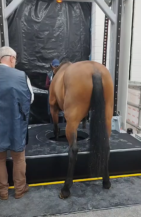 Equina_AstoCT's tweet photo. Our Equina CT scanner is installed at Cotts Equine Hospital in Wales, and training is underway! 🐎🩻 The team is quickly mastering their new standing CT technology.
Stay tuned for more updates from the beautiful Welsh countryside! 🌞🏞️
#CTImaging #AstoCT #Wales #StandingCT https://t.co/Dj6ievePrZ