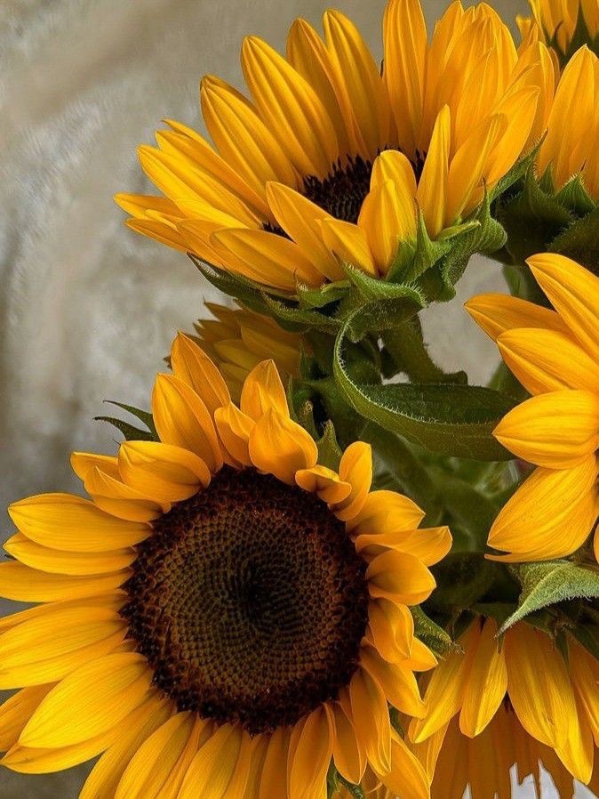 sunflowerchives's tweet image. make life colorful with sunflowers🌻
