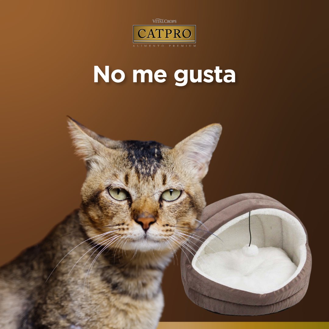 Vitalcrops_'s tweet photo. 😺🐈‍⬛🐈 Los gatos 

y sus decisiones...

#CATPRO #mimascotaespro #gatos #gatitos #kitten #animales #mascotas https://t.co/UaxpgHxn3m