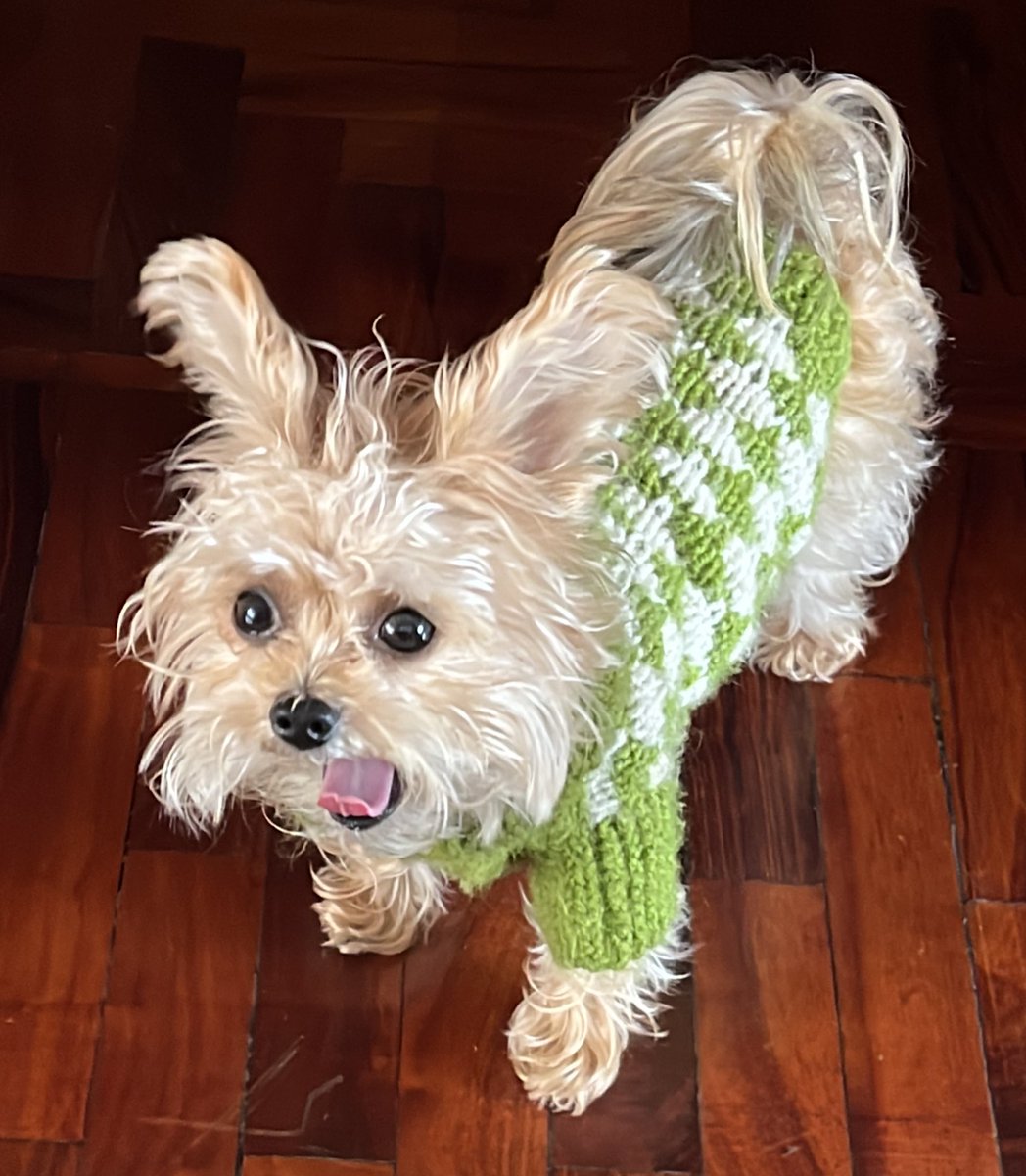 *screams in Ciri (my dog)*