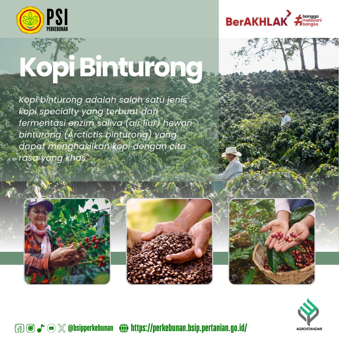 brmpperkebunan's tweet image. #FrenSIP, udah tau Kopi Binturong? Itu lohhh kopi dengan cita rasa yang khas, prosesnya yang unik, dan juga memiliki potensi ekonomi tinggi.

Oiya, kopi ini juga merupakan produk inovasi yang cita rasanya mengungguli kopi luwak lohhh.

Yuk kita simak infografis diatas!!!