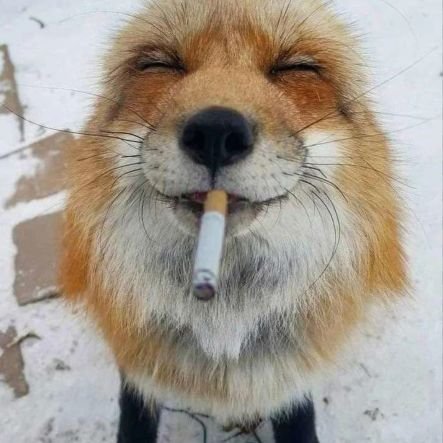 Smthingdifrnt's tweet image. The way this fox looks is the most thug-gangster ass shit I&apos;ve ever seen