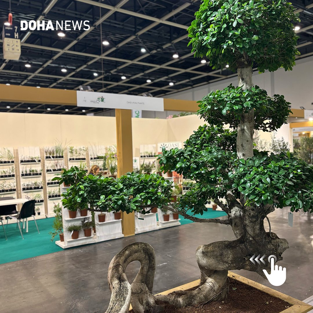 dohanews's tweet photo. The 2024 edition of #Flormart,  Green Italy International Exhibition of #Horticulture, has kicked off in #Italy. The three-day event will focus on #sustainability, the role of urban greenery in tackling #climatechange and the importance of #biodiversity. Qatar and its Gulf neighbours are among the countries with an international presence at the expo. The opening day featured guided tours of select pavilions from 120 exhibitors, a presentation about the upcoming Carré des Jardiniers competition in Lyon and the Flormart Award Ceremony.