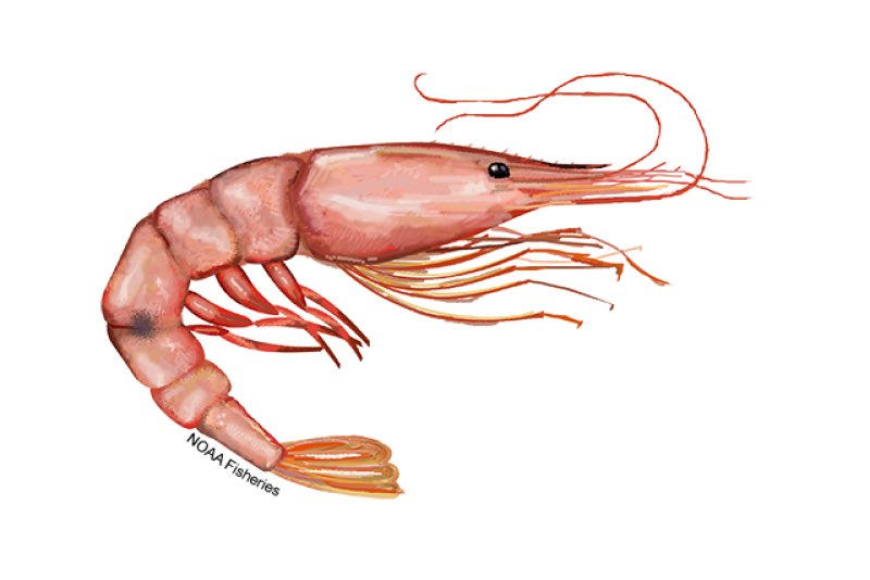 Phantom Bagels tweet media