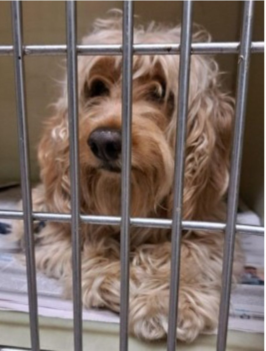 bs2510's tweet photo. #SpanielHour
#Found 21 Sep 2024 #Ireland
Dog found near the graveyard microchipped but number won’t connect Now in the care of Avondale Veterinary Clinic Vets are now closed The dog will be cared for until Monday Proof of ownership will be required

https://t.co/qCg0D0WCQN https://t.co/kg2Yge269a