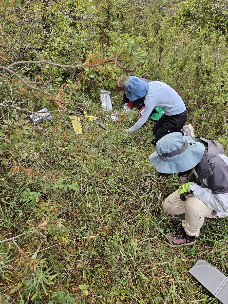 Kadri Koorem tweet media