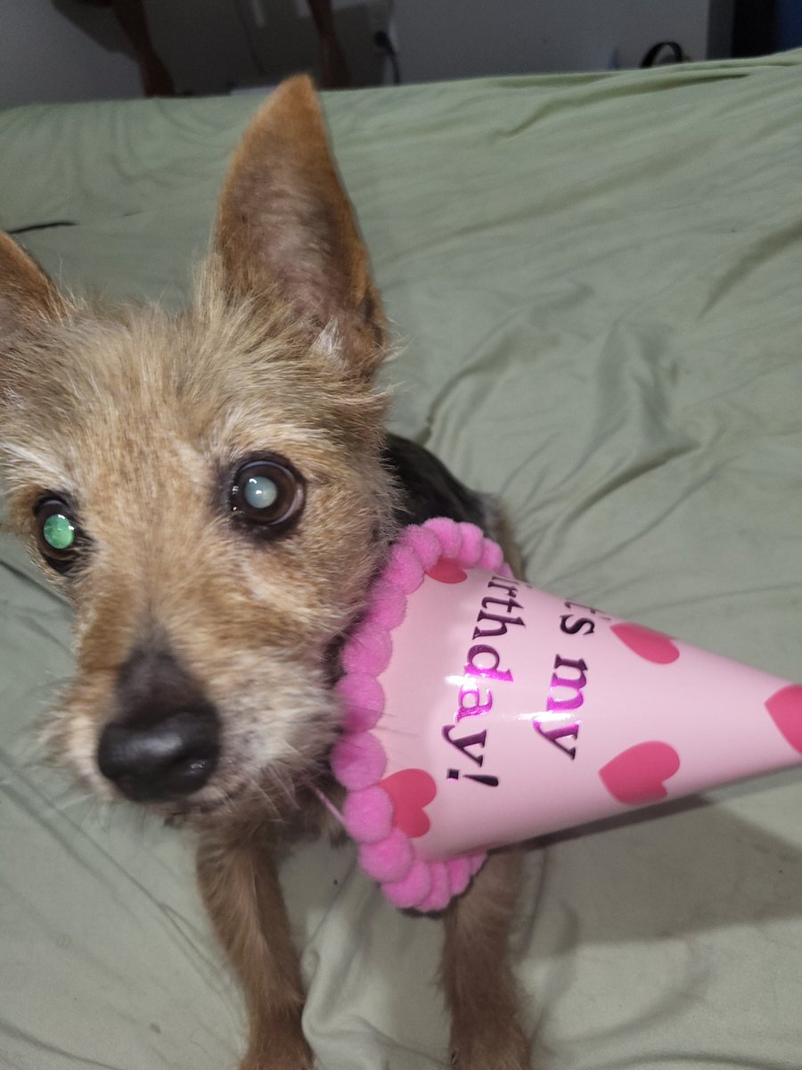 Can't believe you turned 15 yesterday! 

Thank you for your constant comfort, the joy you bring to my life and for all the adventures we have had so far. 

You are truly the best dog Benny and have saved my life💜