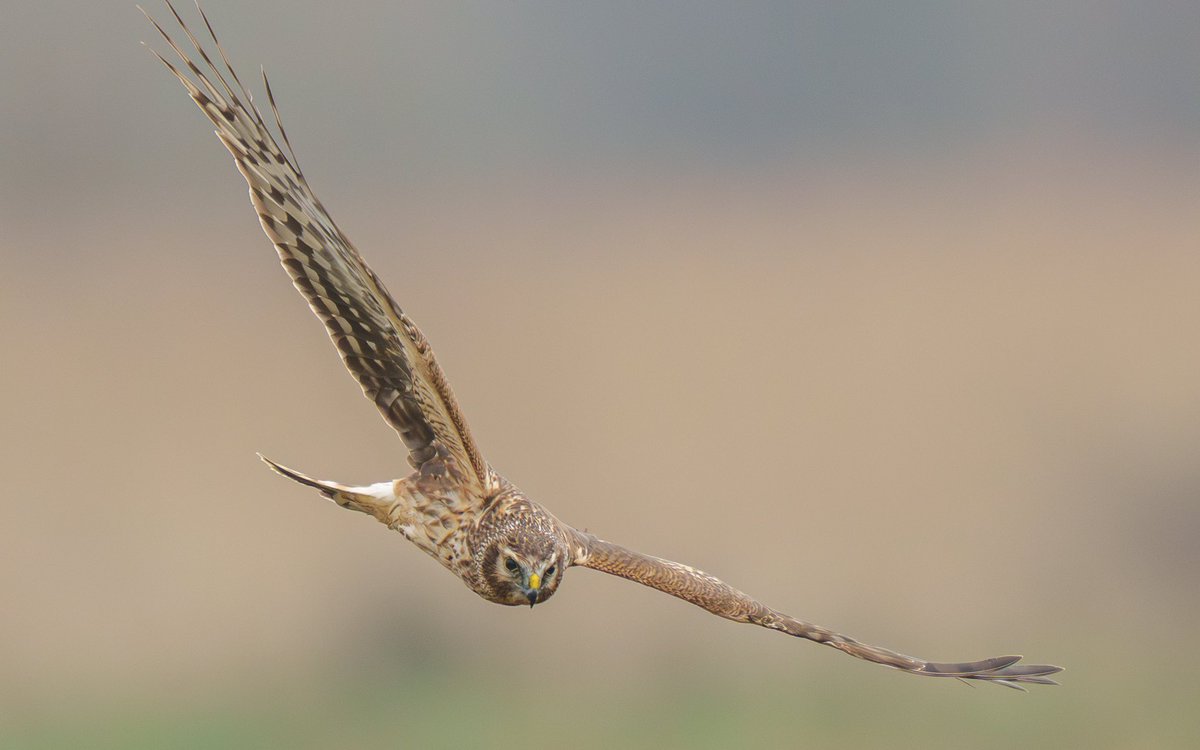 James Lawlor Wildlife Photography tweet media