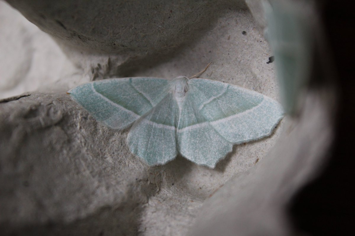 Quality over quantity from last nights moth trap at Brook Wood VC3. A Dark Spectacle and Vapourer were both new for the site, with a Frosted Orange and decent numbers of Light Emerald also present. Loving the menacing stare from the 'white eyes' on the Vapourer #mothsmatter