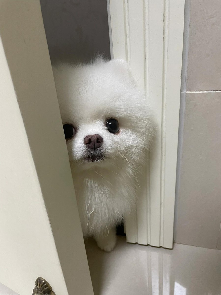 Samcersxa's tweet image. Cuteness overload 🐶🤍