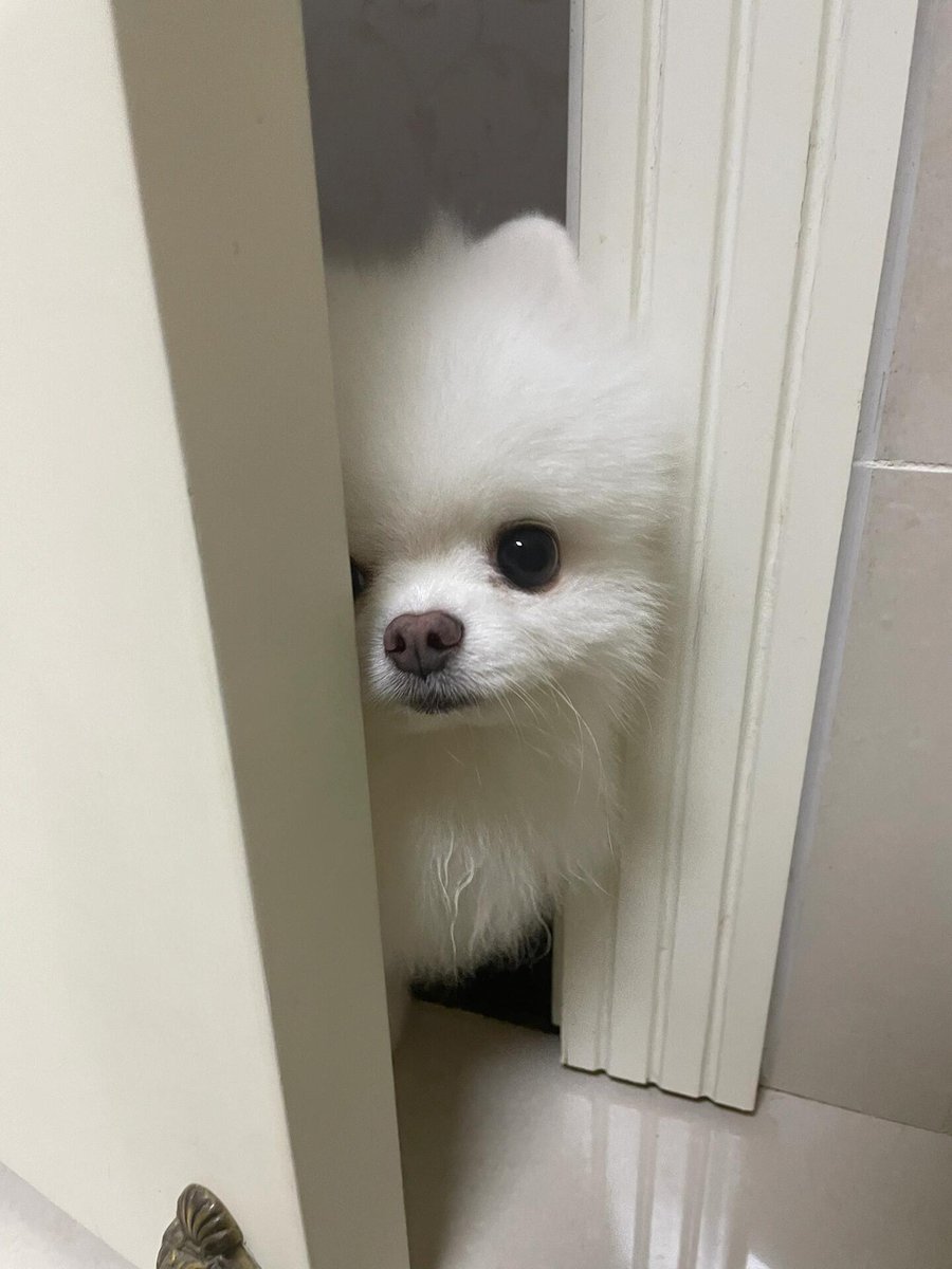 Samcersxa's tweet image. Cuteness overload 🐶🤍