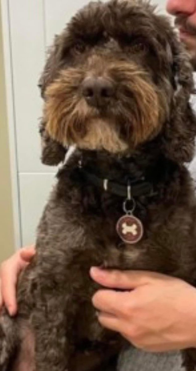 Rosie Doc tweet media