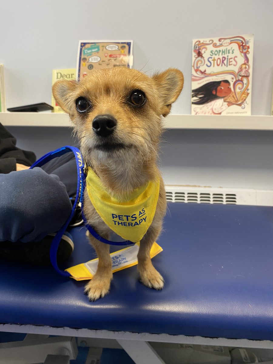 CHES APA (@chesapa) on Twitter photo The students in RCHT had a visit from the wonderful little PAT dog Peggy today.
<a href="/PetsAsTherapyUK/">Pets As Therapy</a>
What a cutie she is?!
🐶🐕🐕🦺 The students in RCHT had a visit from the wonderful little PAT dog Peggy today.
<a href="/PetsAsTherapyUK/">Pets As Therapy</a>
What a cutie she is?!
🐶🐕🐕🦺