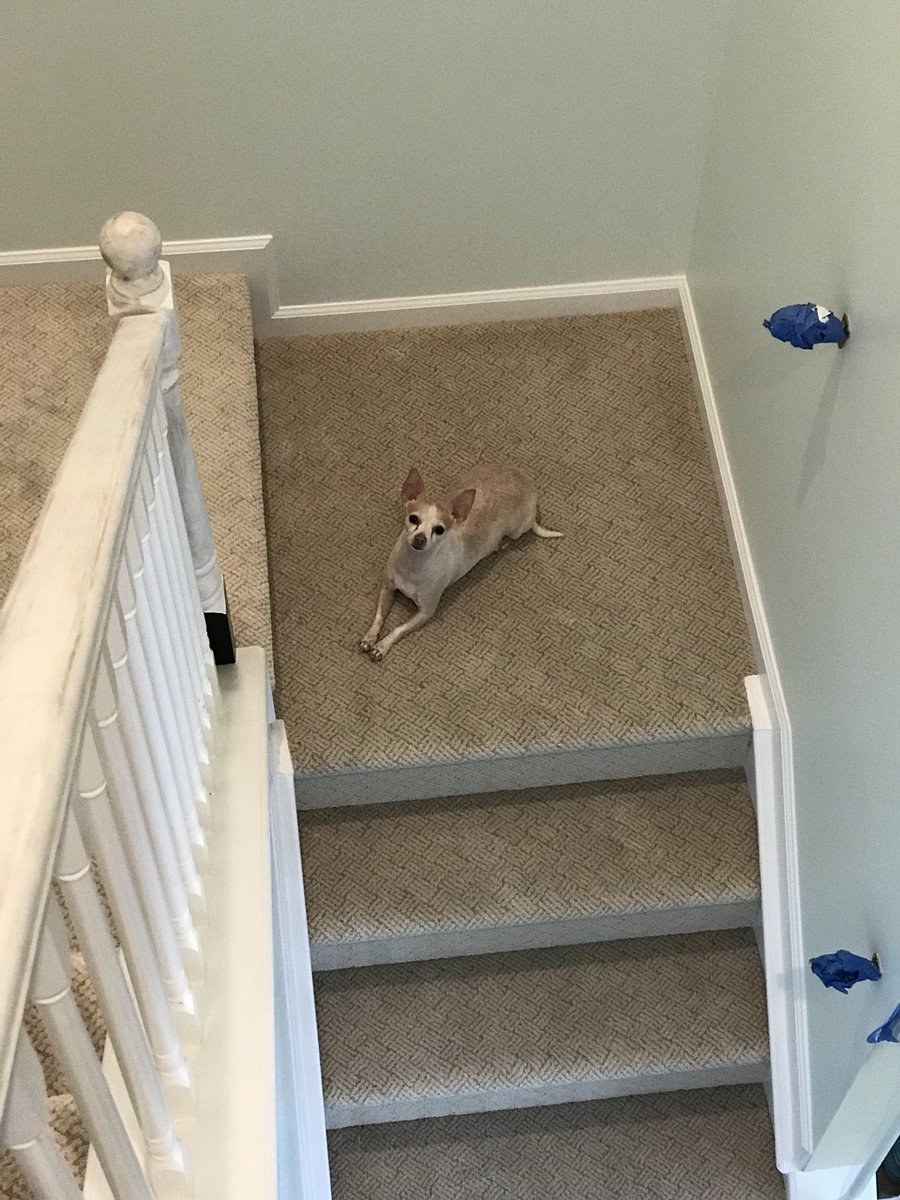 Rocket watching me work on sis’s renovation. Keeping an eye on multiple levels.