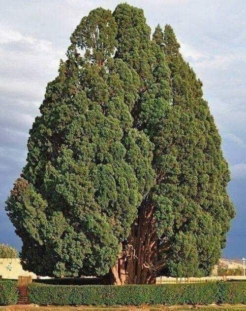 CedarTreesDZ's tweet photo. In Iran there is a beautiful long-lived and historic Cypress (Cupressus Sempervirens),located in Abarkuh,yazd province,Iran
It is between 4,000n4,500 years old, reported the Iranian agency ISNA
This unique natural monument measures 25meter
may be as old as the pyramids of Egypt https://t.co/7eGuRenh8K