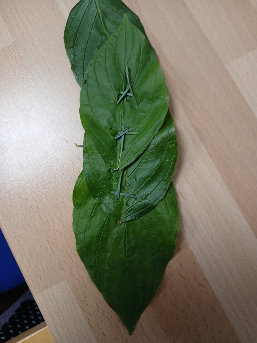 Leyburn School tweet media