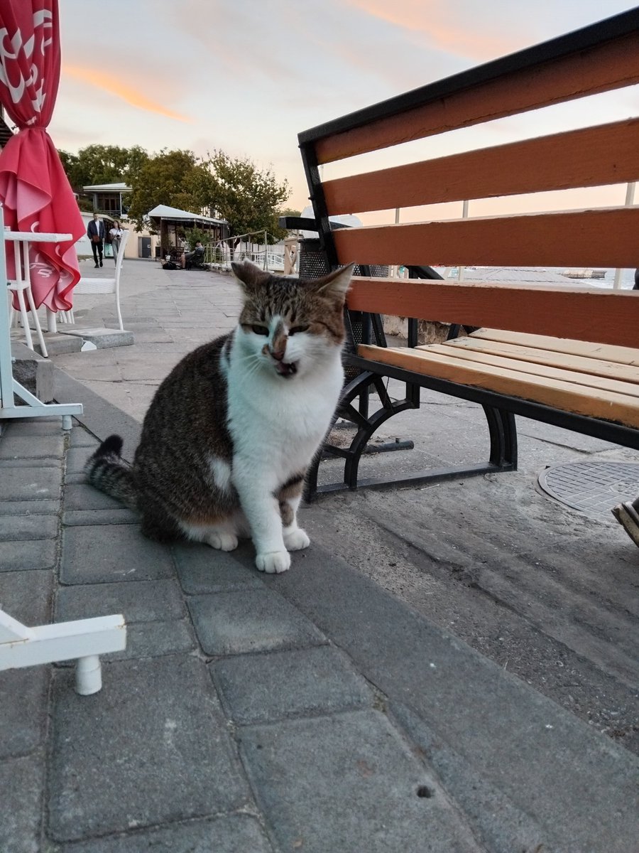 daskspn's tweet image. Одеський котик🥰