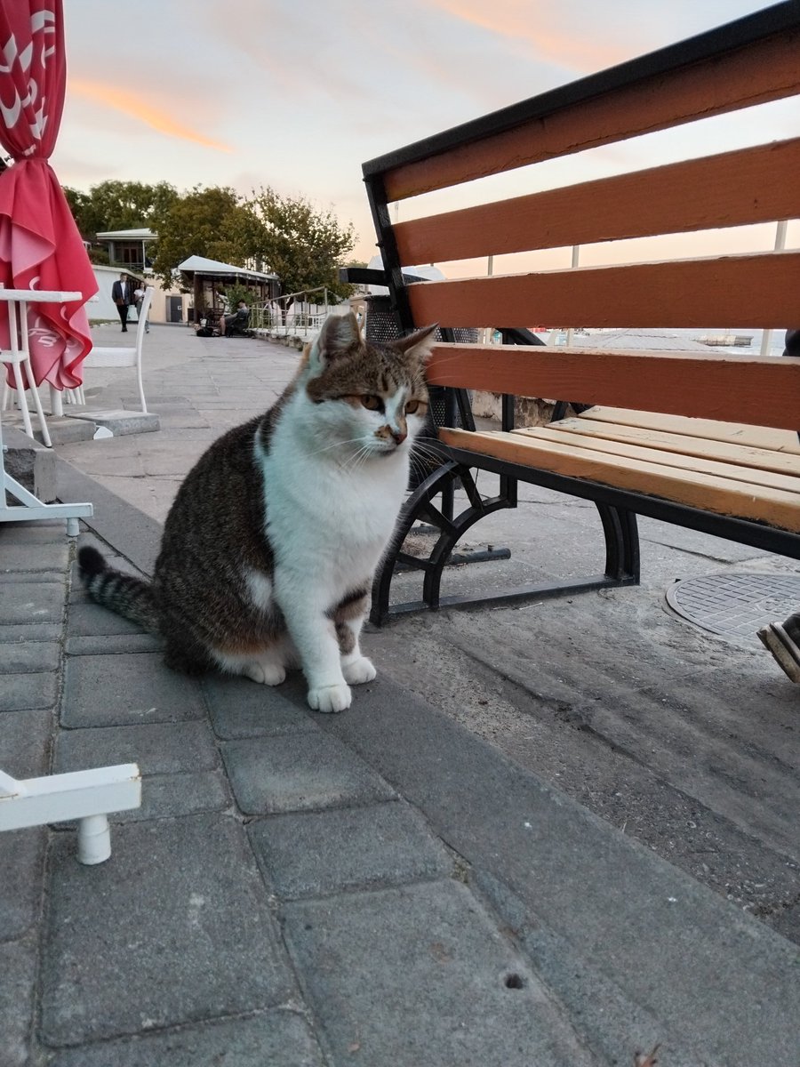 daskspn's tweet image. Одеський котик🥰
