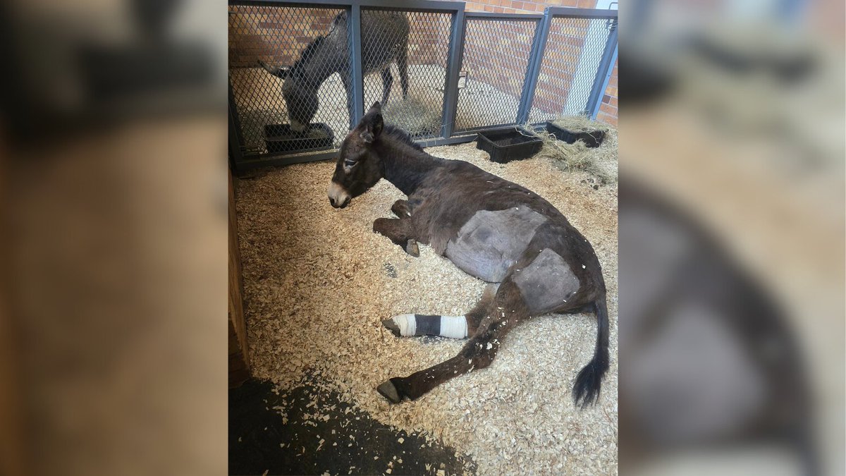 Network4Animals's tweet photo. A #pregnantdonkey & her 1-year-old foal were struck by a car in #SouthAfrica, severely injuring them both. Without urgent surgery, the mom will die, orphaning two young foals. WE MUST HELP HER!
Please, read more and help us save three lives: https://t.co/xTIMeN2jn0.
#NFADonkeys https://t.co/Krk0YfG98q