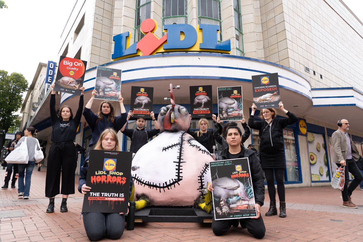 humaneleagueuk's tweet image. Chicken welfare at @LidlGB is monstrous. These chickens grow too big, too fast, and often cannot support their own weight. Together, we have the power to drive change. You can demand Lidl end this nightmare and stop selling Frankenchickens. #LidlShopOfHorrors