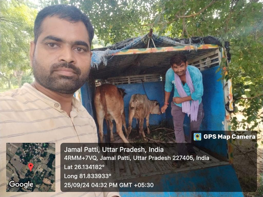 VinayVe64331273's tweet photo. @sarvutkarsh @DmAmethi @cdoamethi @CmHelpline @CMOfficeUP @myogiadityanath @Uppolice @yadavakhilesh @UPGovt ग्राम पंचायत सचिव सफाई कर्मचारी एवं पशुपालन विभाग की टीम द्वारा आज दिनांक 25 9.2024 को ग्राम पंचायत डेड पसार में घूम रहे पांच निराश्रित गोवंश को पड़वा कर नैनहा वरतली गौशाला में संरक्षित कर दिया गया है https://t.co/s6AgD0sWvI