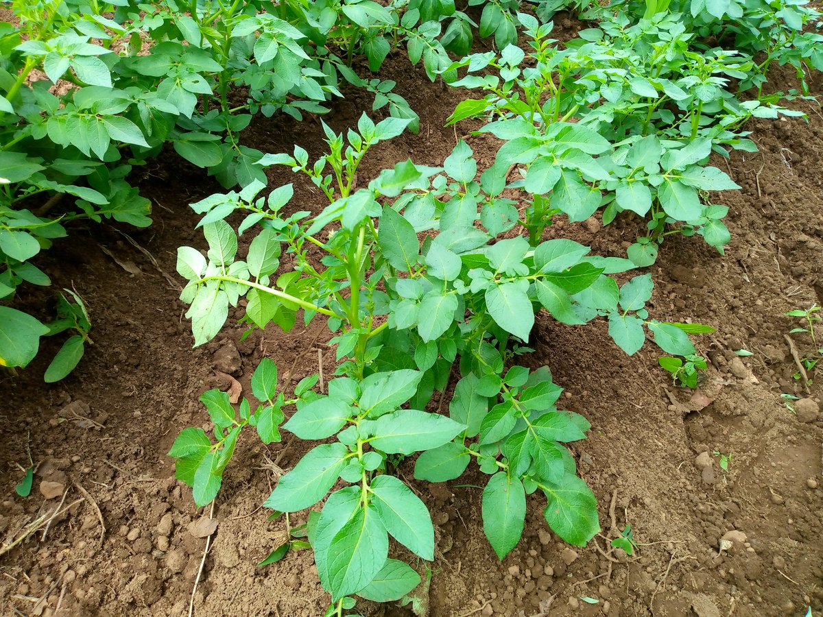 RightCohen's tweet photo. RIDGING (EARTHING UP):
This is the process of putting soil around the growing plant.
#Question: What do you think is the importance of Ridging in Irish Potato farming?
Comment, Like & Repost.
*Follow @RightCohen for daily Farming News and Tips.
#LetsFarmTogether https://t.co/8khcnj2grC