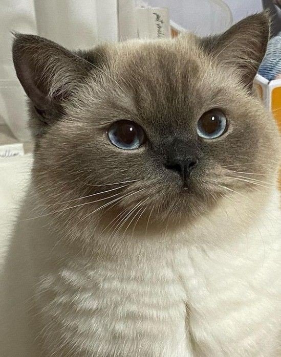 nocontextscats's tweet photo. https://t.co/EUw5xbpWUW