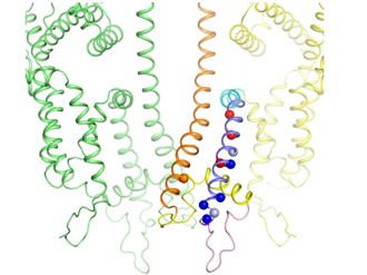 juntendo_univ's tweet photo. A new @CommsBio study unveils how #mutations in the S5 segment of #RyR1 #calciumchannel lead to severe muscle #disorders. 

Read more in the #CommunicationsBiology: https://t.co/EA01FDMBk4 https://t.co/adlTVyoeDJ