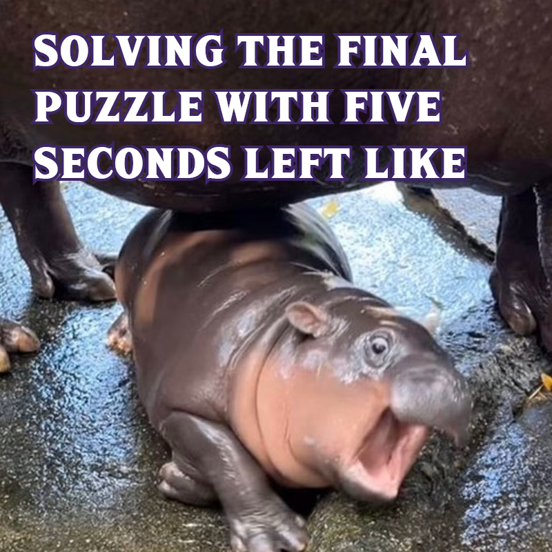 PierPressureBTN's tweet photo. Nothing like the thrill of a last minute solve #escaperoom #escaperooms #brighton #brightonandhove #babyhippo #PygmyHippo https://t.co/Ei64hYfsK0