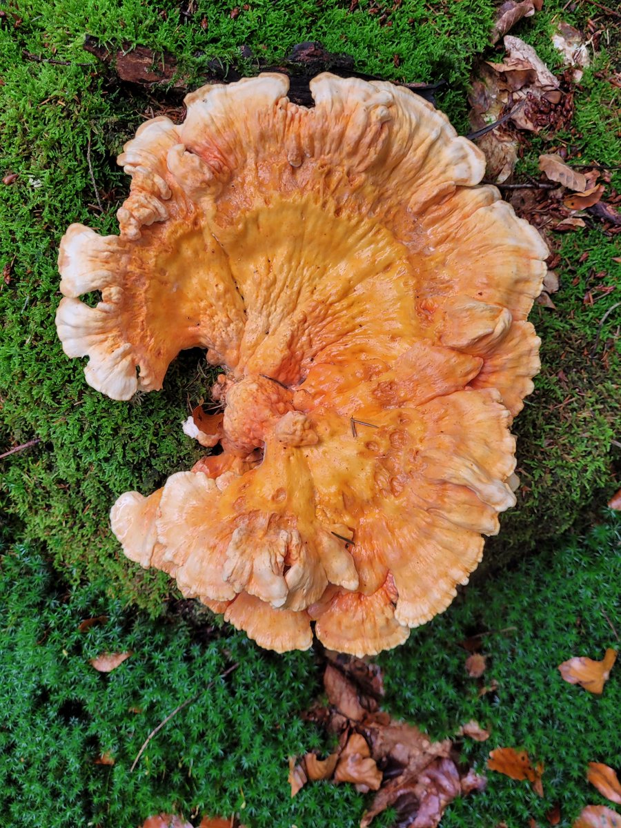 Evert Thomas tweet media