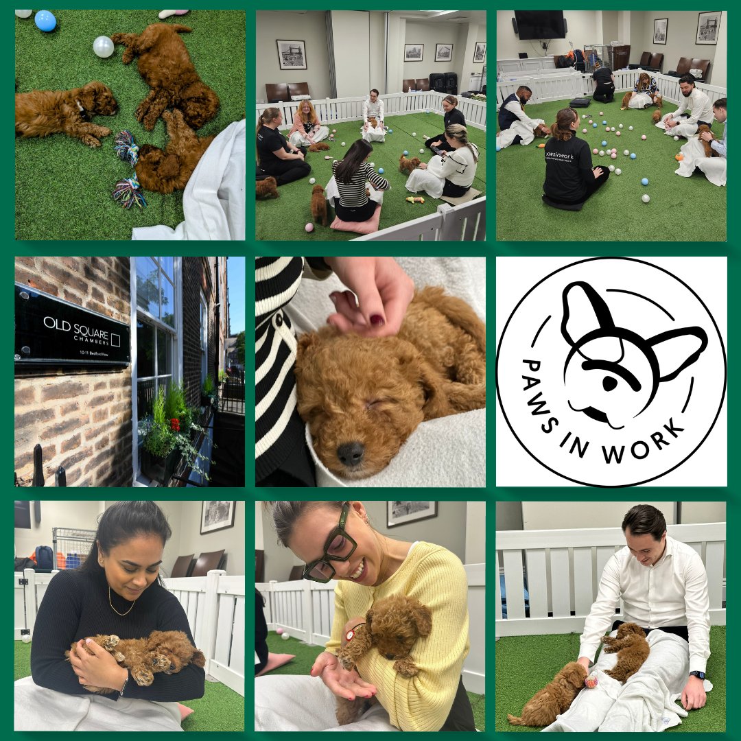 Old Square Chambers tweet media