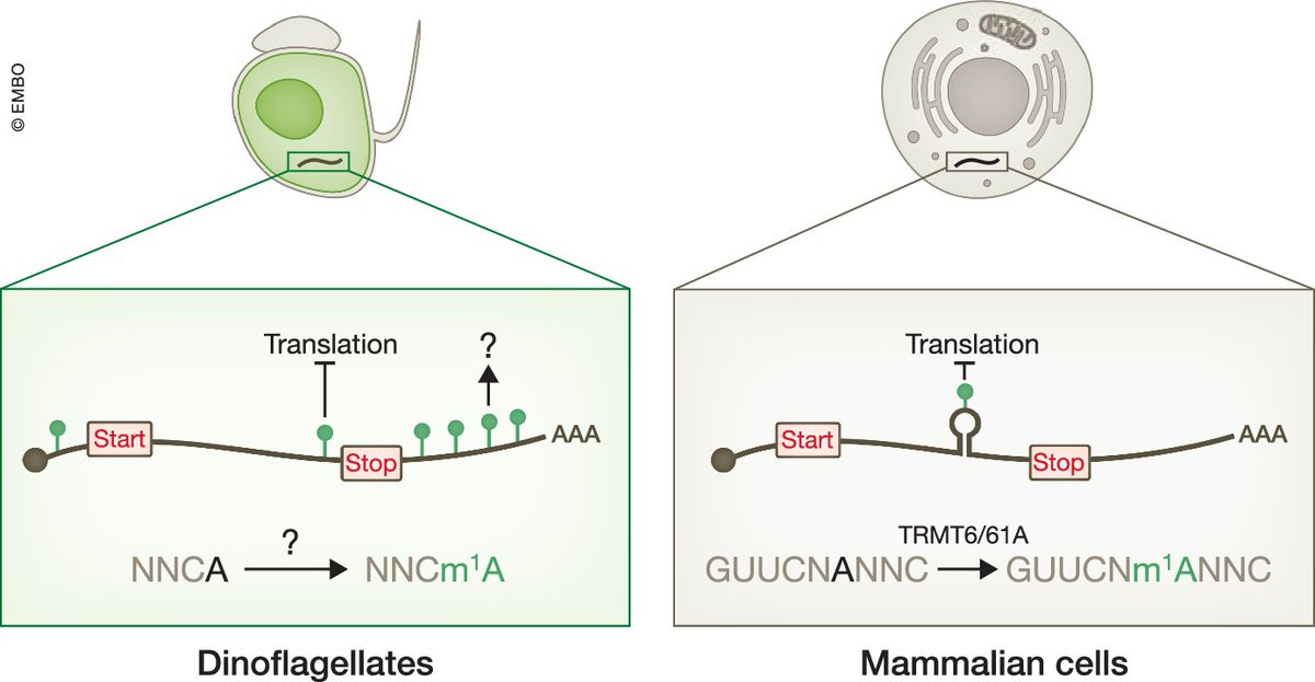 EMBO Reports (@emboreports) on Twitter photo N1-methyladenosine (#m1A) is abundant and dynamic in the mRNAs of #dinoflagellates, and could have an important role in post-transcriptional #generegulation.
Paper by Hao Chen and co-workers:
embopress.org/doi/full/10.10…
and the highlight by <a href="/JaffreyLab/">JaffreyLab</a>:
embopress.org/doi/full/10.10… N1-methyladenosine (#m1A) is abundant and dynamic in the mRNAs of #dinoflagellates, and could have an important role in post-transcriptional #generegulation.
Paper by Hao Chen and co-workers:
embopress.org/doi/full/10.10…
and the highlight by <a href="/JaffreyLab/">JaffreyLab</a>:
embopress.org/doi/full/10.10…