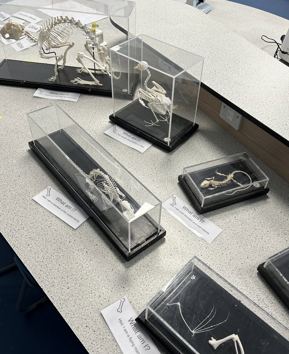 missmurphybio's tweet photo. Had a great night at our p7 open evening and couldn’t have done it without our fabulous BGE helpers! 🥼🧬🫀 @BoclairBiology https://t.co/V3JBOW48y3