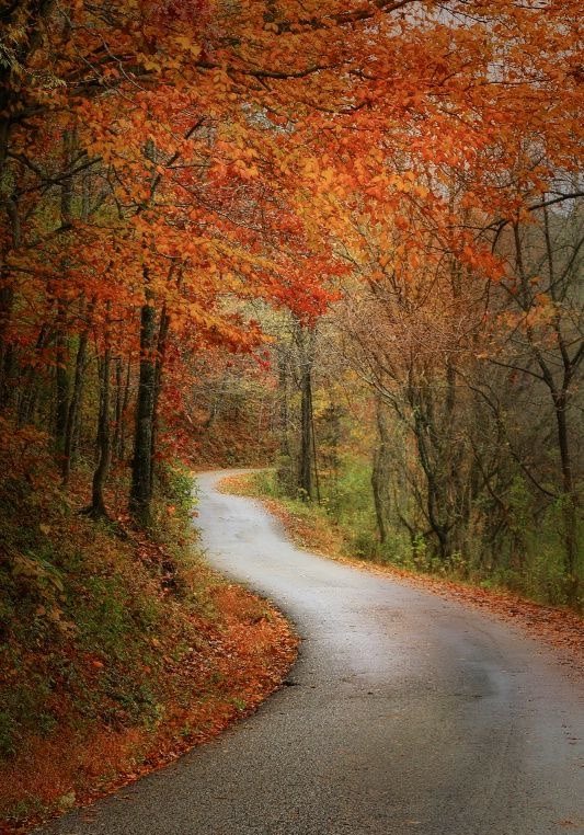 helena_mar19's tweet photo. Beautiful Road 

(📷 Pinterest) https://t.co/97uK5Ll6uk