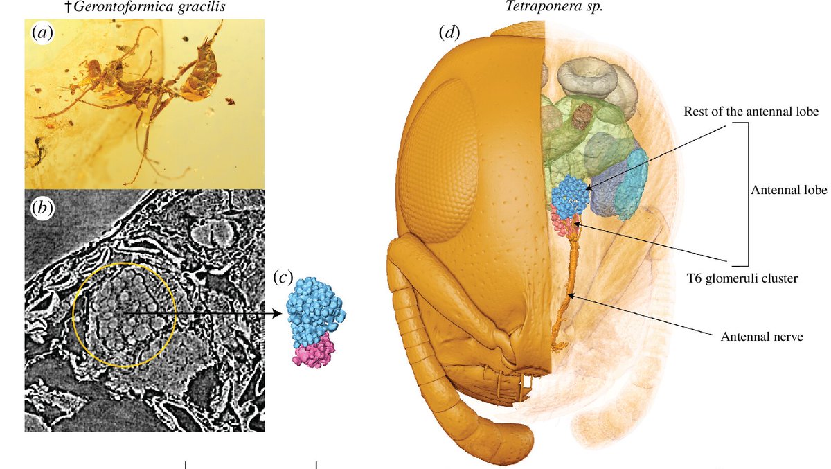 Evolution of odorant receptor repertoires across Hymenoptera – including bees, wasps and ants - is not linked to the evolution of eusociality: ow.ly/xK0150Tvbv6 #ProcB #OpenAccess <a href="/GautamKShubham/">Shubham Gautam</a> @Dorylophile <a href="/Jules_For_Fools/">Julian Katzke</a> <a href="/Pangapaco/">Paco Hita-Garcia</a> <a href="/EvanEconomo/">Evan Economo</a>