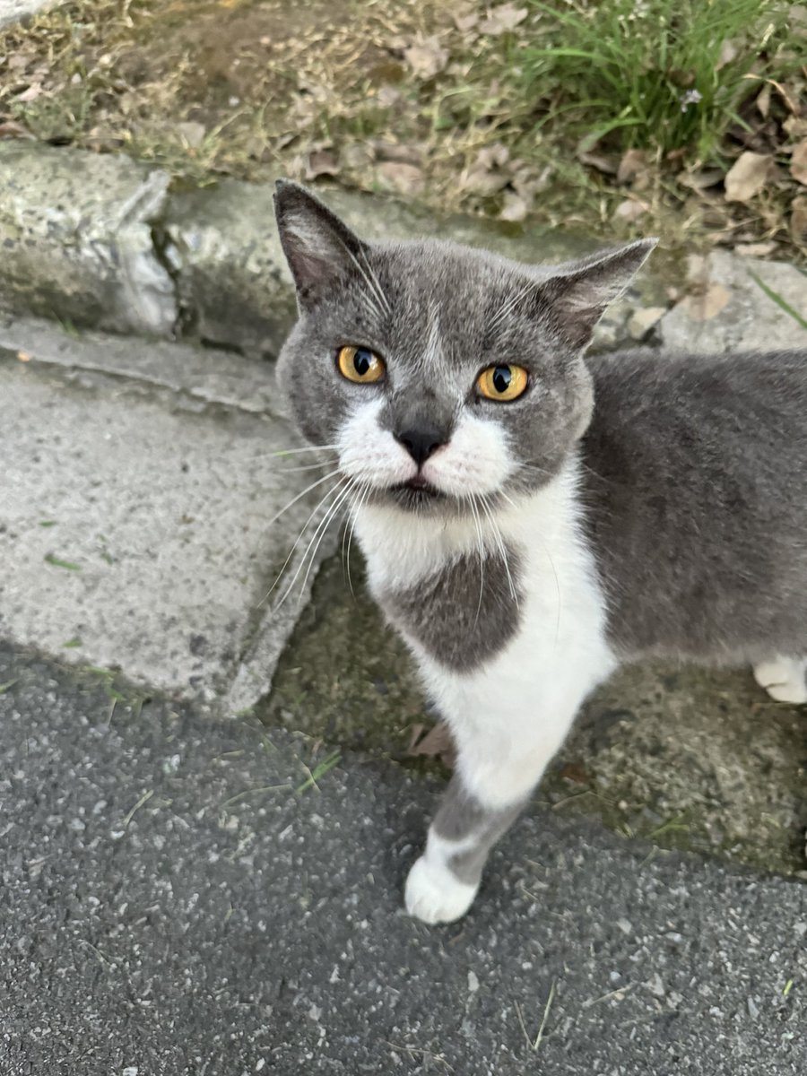 kyoshi1027's tweet photo. 野良 https://t.co/rCvR0waZrT