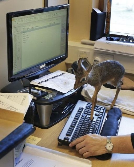 UHCL_Pearland's tweet image. --UHCL Writing Center--
Our new tutor kinda small…
There’s over 10 tutors to choose from at the Writing Center. Check out our staff page on uhcl.edu/writing-center… to see who’s the best fit for you.
#writeherewritenow #uhcl #uhclwritingcenter