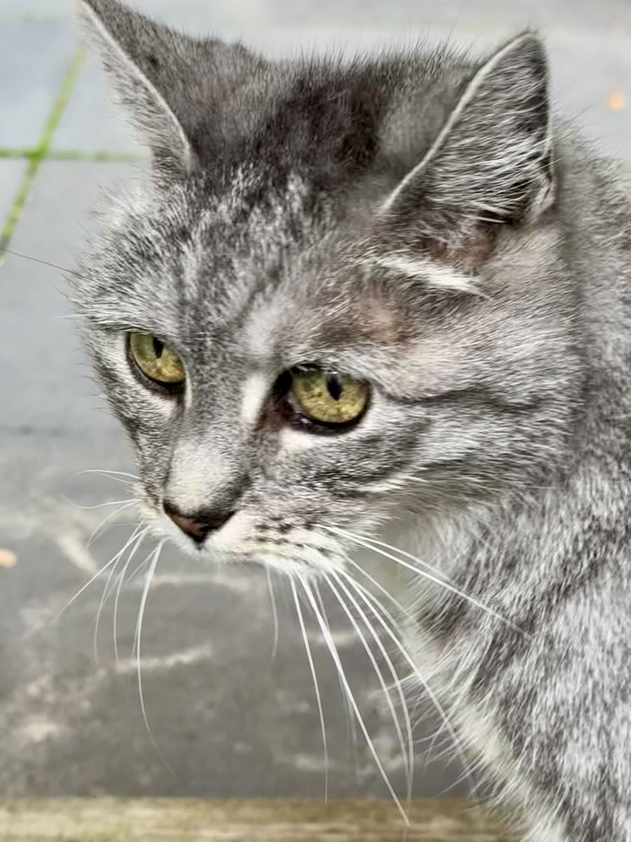 Oppaskatje Do had vooral behoefte aan knuffels vandaag #kattenoppas