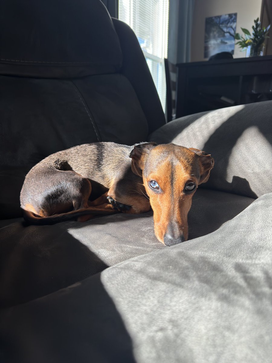 nroberts2017's tweet photo. Bonus Obi photo soaking in the morning sun https://t.co/wqS2SBQXIu