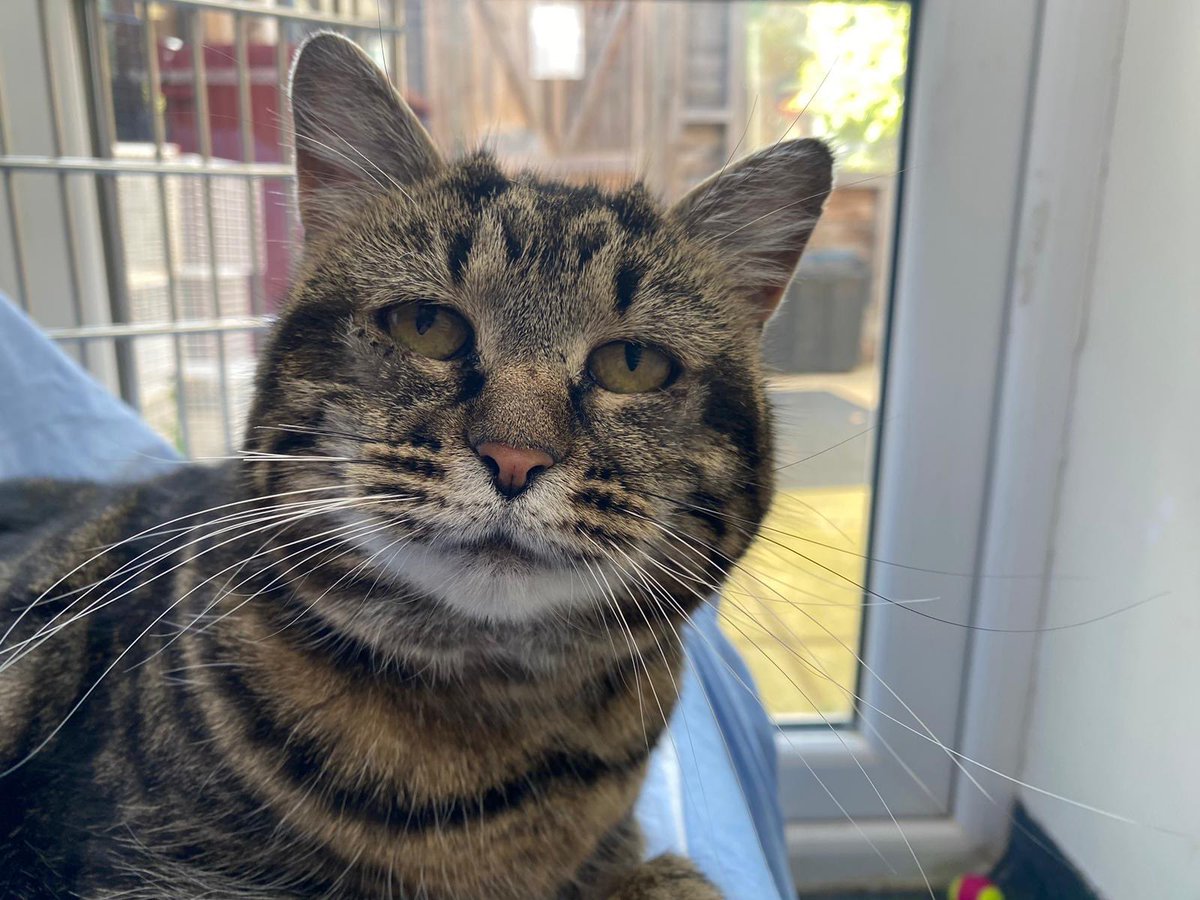 SoftSide1's tweet image. Hey, UK folks! 🇬🇧 Sweet sad-eyed senior lady Ruby is @TheMayhew’s (London) longest-stay cat - she just wants to snuggle up on the sofa with you and purr while you pet her, listen to some Neil Diamond, and nap. Adopt or please RT this precious gem of a kitty!
