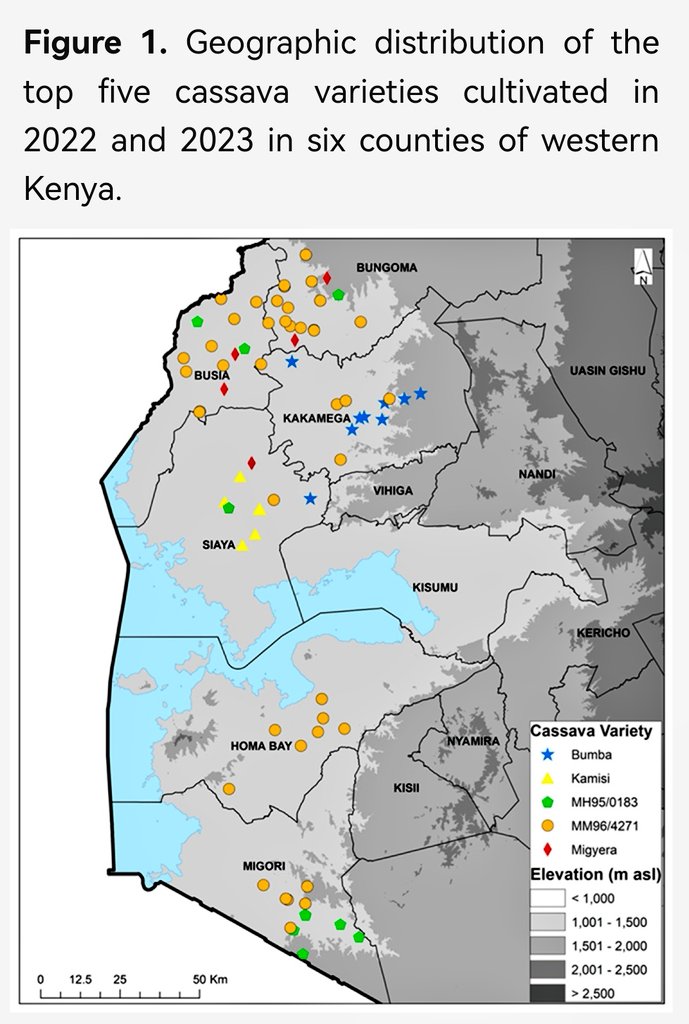 jamesplegg's tweet photo. 🌿Cassava Varieties 🌿

Virus-resistant varieties were first introduced to western Kenya from neighbouring Uganda in 1997

Encouraging to see that almost 30 years later some of these (MM96/4271, Migyera &amp; MH95/0183 etc) are grown more widely than ever. 

https://t.co/zWPcZpyA7z https://t.co/Tv51yqaqrn