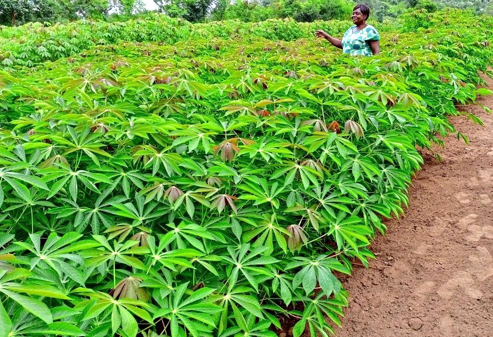 🌿Cassava Varieties 🌿

Virus-resistant varieties were first introduced to western Kenya from neighbouring Uganda in 1997

Encouraging to see that almost 30 years later some of these (MM96/4271, Migyera &amp; MH95/0183 etc) are grown more widely than ever. 

mdpi.com/1999-4915/16/9…
