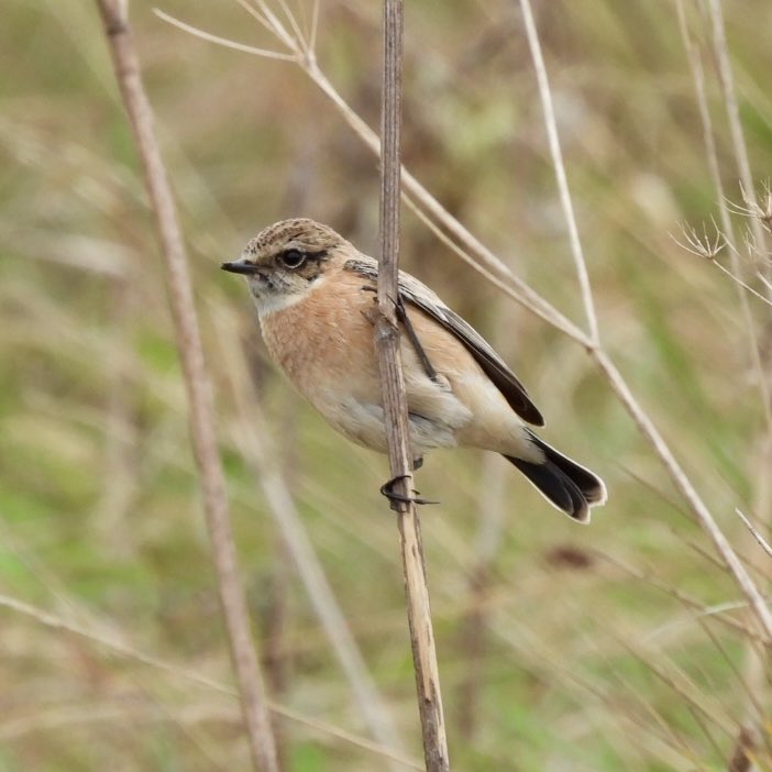 Stubuck1's tweet photo. A couple of days late to the party, but we were very pleased to find the Siberian stonechat at Weybourne Camp on and around the brambles just east of the guns today. https://t.co/EIBlcKBEvG