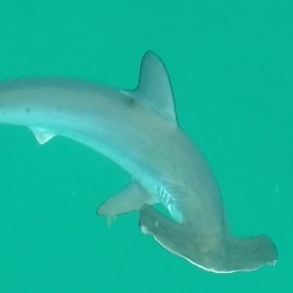 sharks_everyday's tweet image. Shark fact: the hammer shaped head of hammerhead sharks allows them to make sharper turns than other sharks!