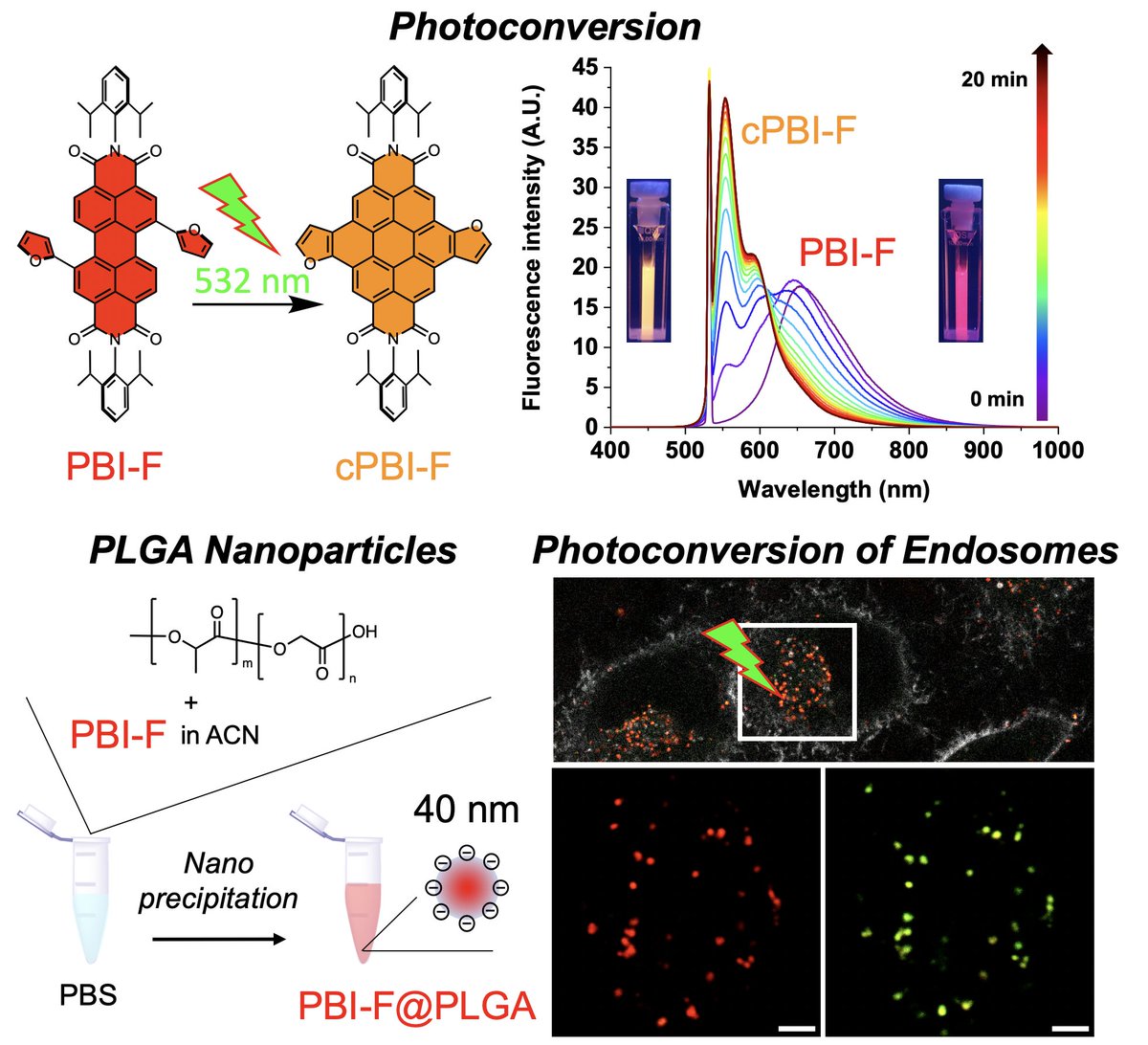 Mayeul Collot (@mayeul_collot) on Twitter photo 😃Our first work with Perylene Bisimides: we made them photomodulable and created photoconvertible nanomaterials to convert vesicles! Check it out in <a href="/AdvOpticalMat/">Adv Optical Mat</a>. Great collaboration with <a href="/aurelie_perrier/">Aurélie Perrier</a> 🙏 and great work from @vleberruyer 👏
👉doi.org/10.1002/adom.2… 😃Our first work with Perylene Bisimides: we made them photomodulable and created photoconvertible nanomaterials to convert vesicles! Check it out in <a href="/AdvOpticalMat/">Adv Optical Mat</a>. Great collaboration with <a href="/aurelie_perrier/">Aurélie Perrier</a> 🙏 and great work from @vleberruyer 👏
👉doi.org/10.1002/adom.2…